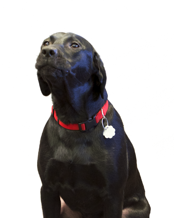 Luna dog