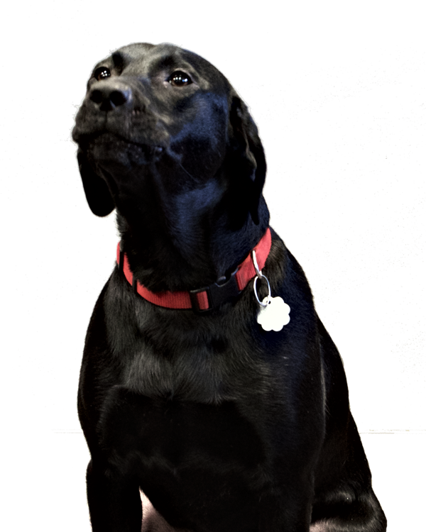 Luna the office dog